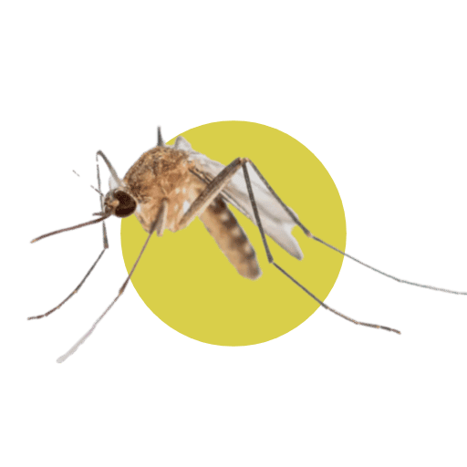 Zanzara Anofele
