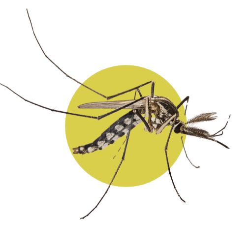 Zanzara Comune
