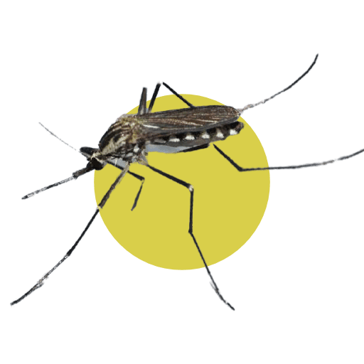 Zanzara Silvicola