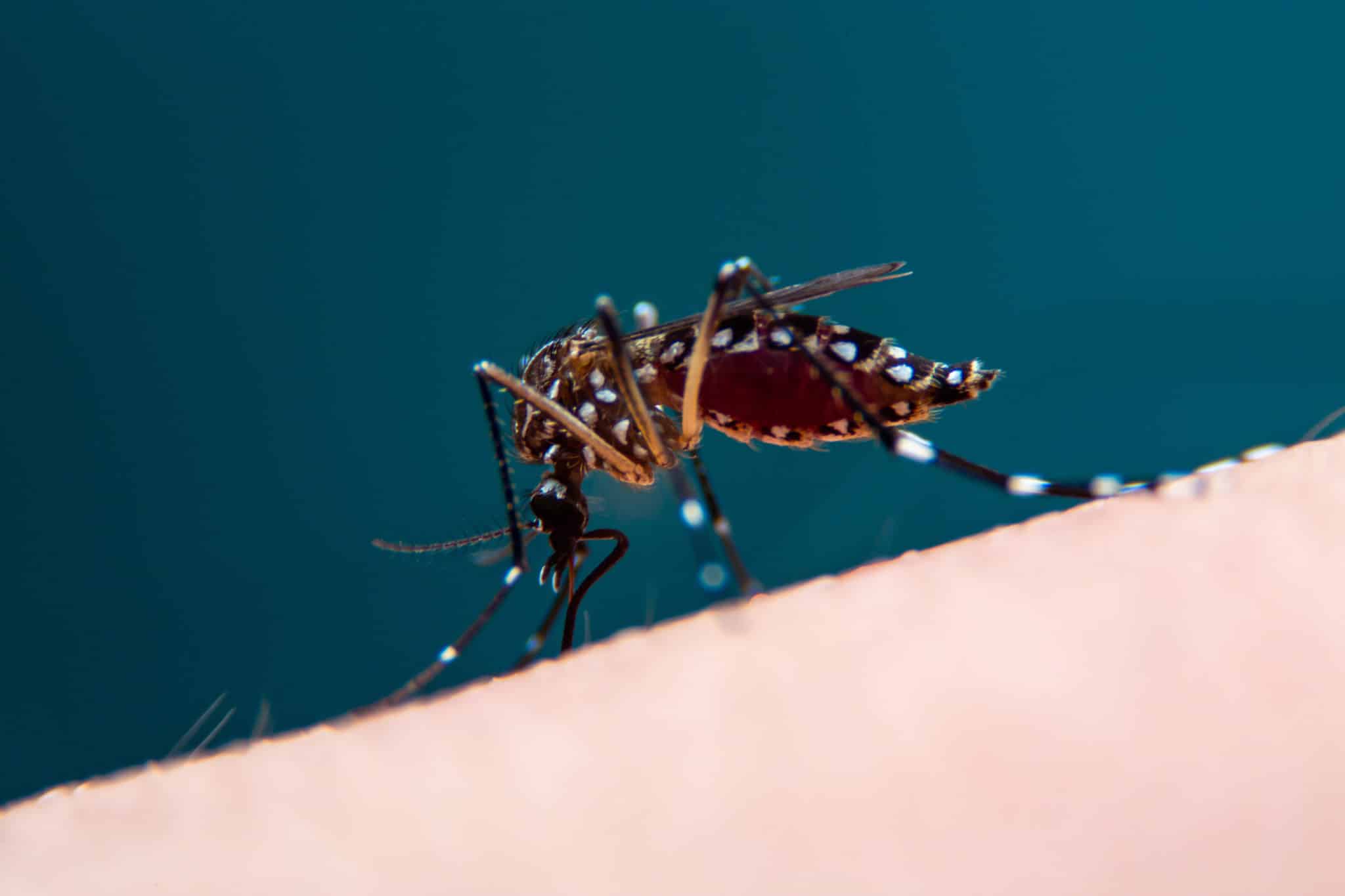 disinfezione zanzare