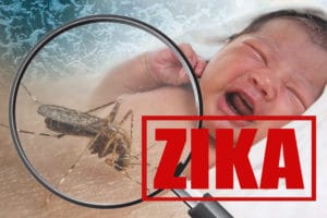 zanzara virus zika