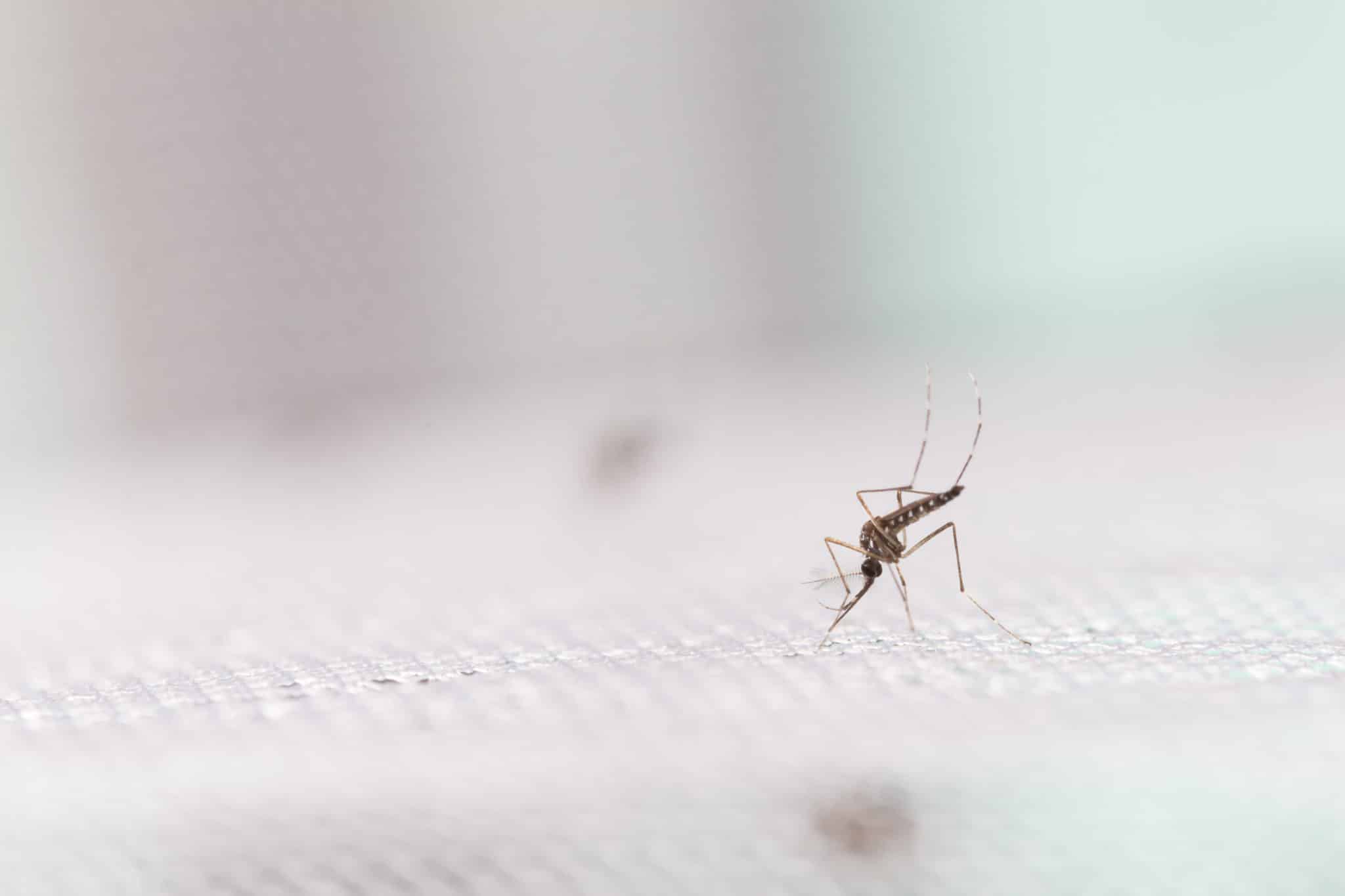 vita della zanzara