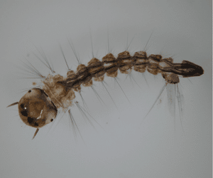 larva di zanzara
