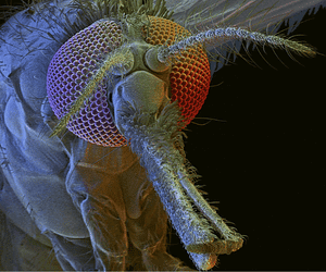 foto frontale di una zanzara