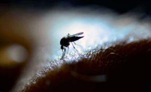 puntura di zanzara infetta da dengue