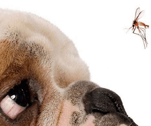 malattie zanzare cani