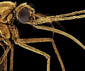 foto laterale di una zanzara